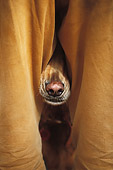 DOG 18 DB0015 01
Nose Of Yellow Labrador Retriever Peeking Through