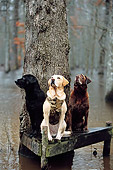 DOG 18 DB0019 01
Black Yellow And Chocolate Labrador Retrievers Sitting On Tree Stand In Swamp