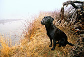 DOG 18 DB0085 01
Black Labrador Retriever Sitting At Edge Of Marsh In Autumn