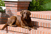 DOG 18 DB0110 01
Chocolate Labrador Retriever Laying On Brick Steps