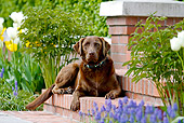 DOG 18 DB0111 01
Chocolate Labrador Retriever Laying On Brick Steps By Garden