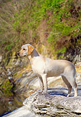 DOG 18 DC0008 01
Profile Shot Of Yellow Labrador Retriever On Rock Ledge