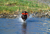 DOG 18 DS0014 01
Chocolate Labrador Retriever Running Into Water Carrying Orange Dummy