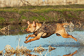 DOG 18 DS0015 01
Yellow Labrador Retriever Splashing Through Water To Retrieve Duck