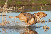 DOG 18 DS0016 01
Yellow Labrador Retriever Splashing Through Water To Retrieve Duck