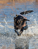 DOG 18 DS0017 01
Black Labrador Retriever Splashing Through Water To Retrieve Mallard