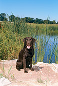 DOG 18 FA0024 01
Chocolate Labrador Retriever Sitting On Rock By Lake
