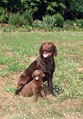DOG 18 FA0025 01
Chocolate Labrador Retriever Mother And Puppy Sitting On Grass