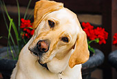 DOG 18 IC0014 01
Portrait Of Yellow Labrador Retriever Tilting Head To The Side