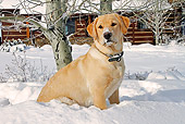 DOG 18 IC0016 01
Yellow Labrador Retriever Sitting In Snow By Cabin