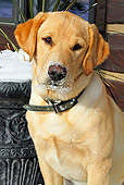 DOG 18 IC0019 01
Portrait Of Yellow Labrador Retriever Sitting By Cabin In Snow