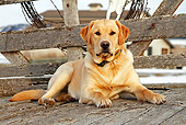 DOG 18 IC0022 01
Yellow Labrador Retriever Laying On Wooden Deck In Winter