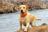 DOG 18 IC0024 01
Yellow Labrador Retriever Running Along River