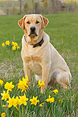 DOG 18 IC0025 01
Yellow Labrador Retriever Sitting In Field By Daffodils