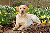 DOG 18 IC0026 01
Yellow Labrador Retriever Laying In Garden