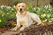 DOG 18 IC0027 01
Yellow Labrador Retriever Laying In Garden