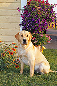 DOG 18 IC0029 01
Yellow Labrador Retriever Sitting On Lawn By House