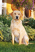 DOG 18 IC0030 01
Yellow Labrador Retriever Sitting On Lawn By House