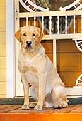 DOG 18 IC0031 01
Yellow Labrador Retriever Sitting On Deck By House