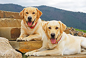 DOG 18 IC0033 01
Two Yellow Labrador Retrievers Resting On Steps