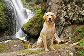 DOG 18 IC0034 01
Yellow Labrador Retriever Sitting By Waterfall