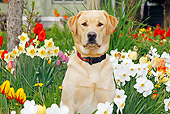 DOG 18 IC0036 01
Yellow Labrador Retriever Sitting In Garden