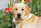 DOG 18 IC0037 01
Portrait Of Yellow Labrador Retriever In Garden