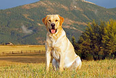 DOG 18 IC0041 01
Yellow Labrador Retriever Sitting In Pasture By Hills