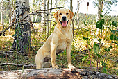 DOG 18 IC0043 01
Yellow Labrador Retriever Standing On Log In Woods