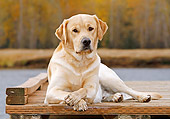DOG 18 IC0049 01
Yellow Labrador Retriever Laying On Dock At Lake