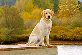 DOG 18 IC0050 01
Yellow Labrador Retriever Sitting On Dock At Lake