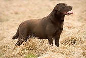 DOG 18 JE0005 01
Chocolate Laborador Retriever Standing In Meadow Profile