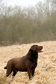 DOG 18 JE0006 01
Chocolate Laborador Retriever Standing In Meadow Profile