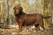 DOG 18 JE0007 01
Chocolate Laborador Retriever Standing In Forest Profile