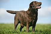 DOG 18 JE0010 01
Chocolate Laborador Retriever Standing In Grass