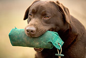 DOG 18 JE0013 01
Head Shot Of Chocolate Laborador Retriever Holding Bag In Mouth