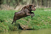 DOG 18 JE0015 01
Chocolate Laborador Retriever Jumping Into Pond