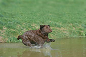 DOG 18 JE0016 01
Chocolate Laborador Retriever Jumping Into Pond