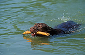 DOG 18 JE0017 01
Chocolate Laborador Retriever Swimming In Pond Carrying Stick In Mouth