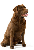 DOG 18 JE0018 01
Chocolate Laborador Retriever Sitting On White Seamless