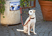 DOG 18 JE0022 01
Yellow Laborador Retriever Tied To Garbage Can Italy