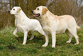 DOG 18 JE0034 01
Two Yellow Labrador Retrievers Standing On Grass