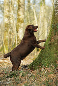 DOG 18 JE0047 01
Chocolate Labrador Retriever Leaning On Tree In Woods