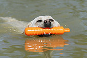 DOG 18 JE0049 01
Yellow Labrador Retriever Swimming With Training Toy