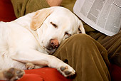 DOG 18 JE0050 01
Close-Up Of Yellow Labrador Retriever Sleeping On Owner's Lap