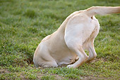 DOG 18 JE0054 01
Yellow Labrador Retriever Digging Hole In Lawn