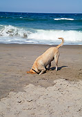 DOG 18 JN0001 01
Yellow Labrador Retriever Digging Hole On Beach