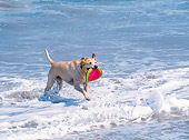 DOG 18 JN0002 01
Yellow Labrador Retriever Fetching Frisbee On Beach
