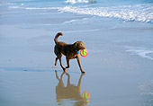 DOG 18 JN0007 01
Chocolate Labrador Retriever Fetching Frisbee On Beach