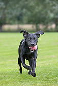 DOG 18 JS0004 01
Black Labrador Retriever Running With Tennis Ball On Grass
